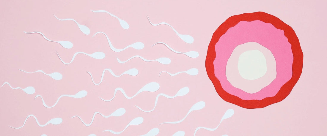 Você sabia que a fase lútea curta afeta a fertilidade? Confira tudo sobre a fase lútea e a sua importância