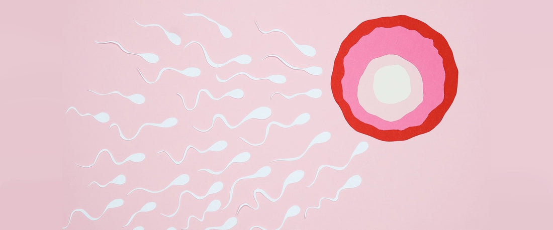 Espermatozóides: mitos e verdades que fazem a diferença na minha vida